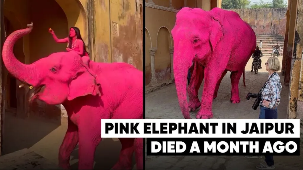 Pink Elephant Controversy,Pink Elephant Jaipur, Animal Cruelty Photoshoot India, Julia Burujeva Elephant Controversy, Jaipur Elephant Village News, Ethical Photography Debate