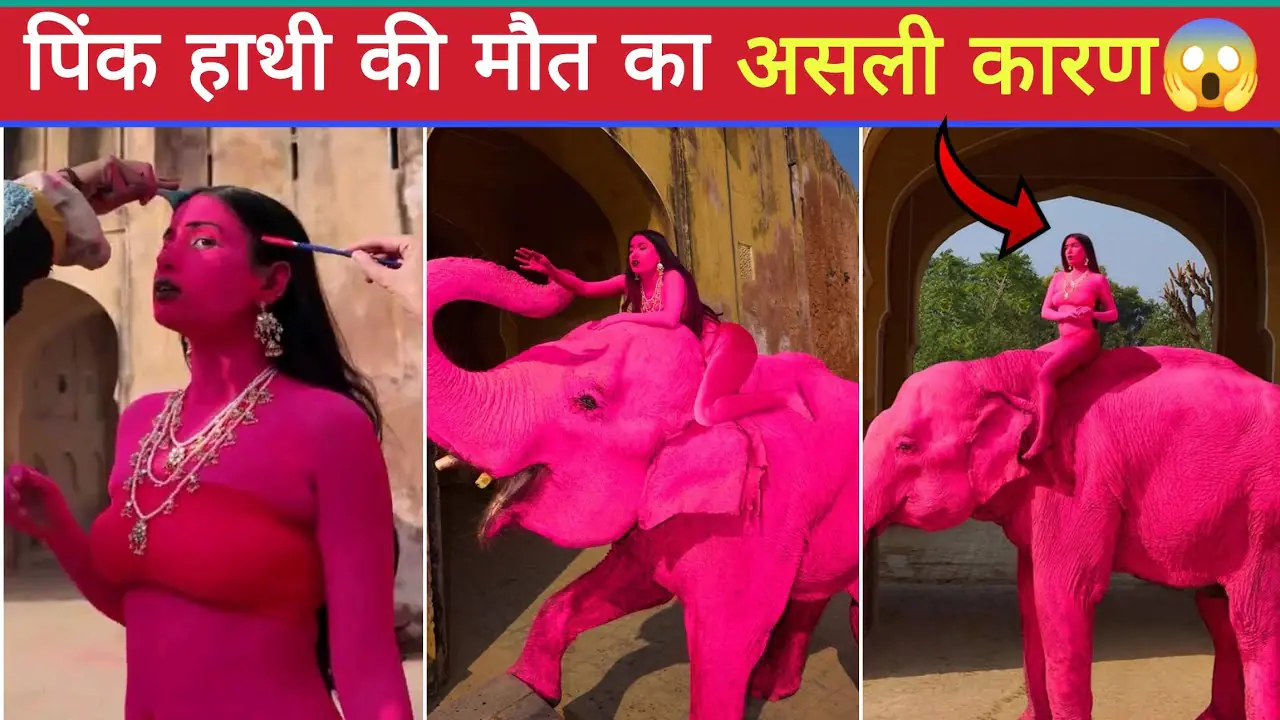 Pink Elephant Jaipur, Animal Cruelty Photoshoot India, Julia Burujeva Elephant Controversy, Jaipur Elephant Village News, Ethical Photography Debate